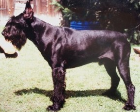 Asyr Ladior CS