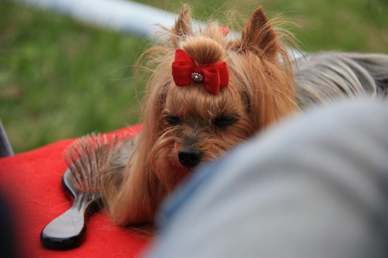 Cheilla Prima Grichia