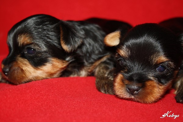 Yorkshire Terrier