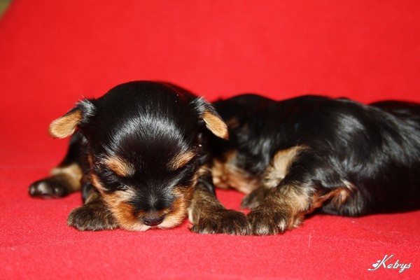 Yorkshire Terrier