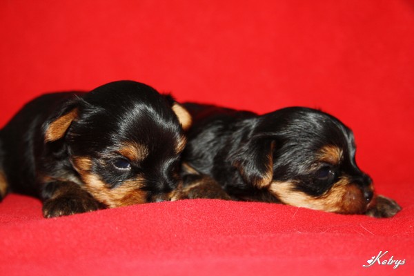 Yorkshire Terrier