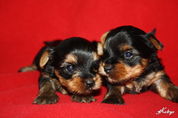 Yorkshire Terrier