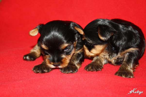 Yorkshire Terrier