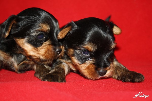 Yorkshire Terrier