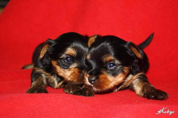 Yorkshire Terrier