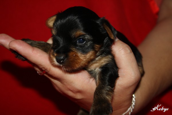 Yorkshire Terrier