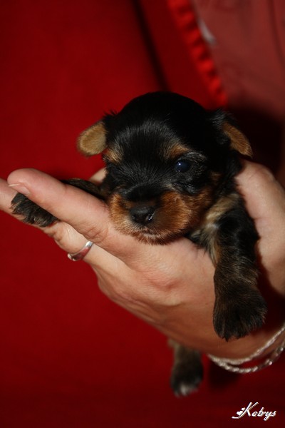 Yorkshire Terrier