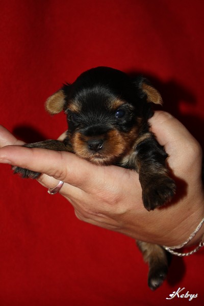 Yorkshire Terrier