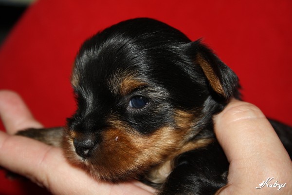 Yorkshire Terrier