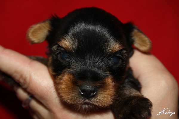 Yorkshire Terrier
