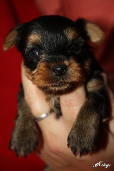 Yorkshire Terrier