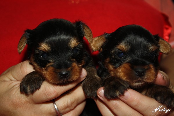Yorkshire Terrier