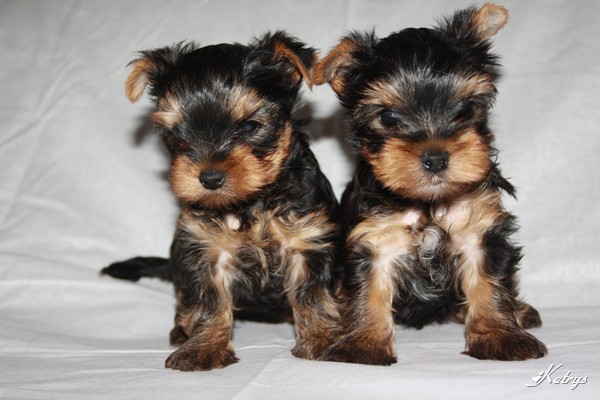 Yorkshire Terrier