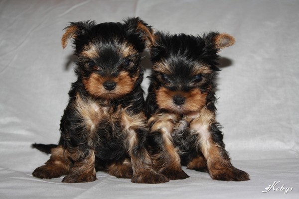 Yorkshire Terrier
