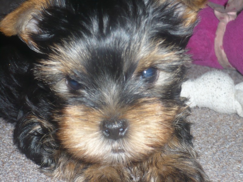 Yorkshire Terrier