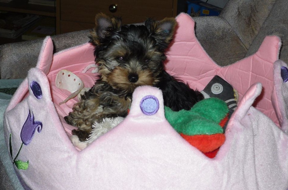 Yorkshire Terrier