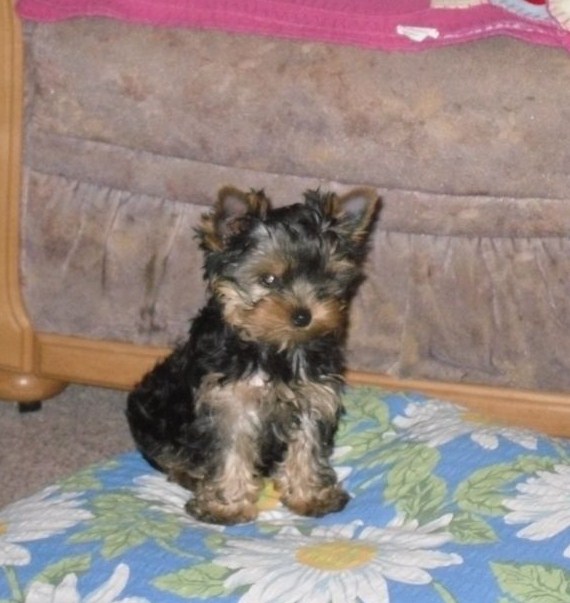 Yorkshire Terrier