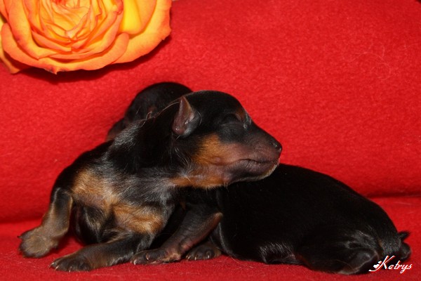 Yorkshire Terrier