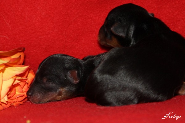 Yorkshire Terrier