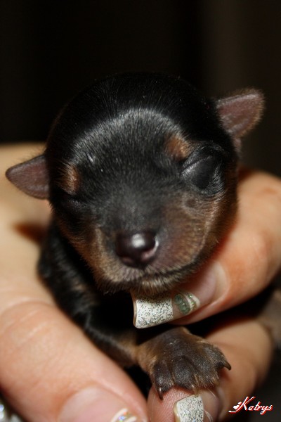 Yorkshire Terrier