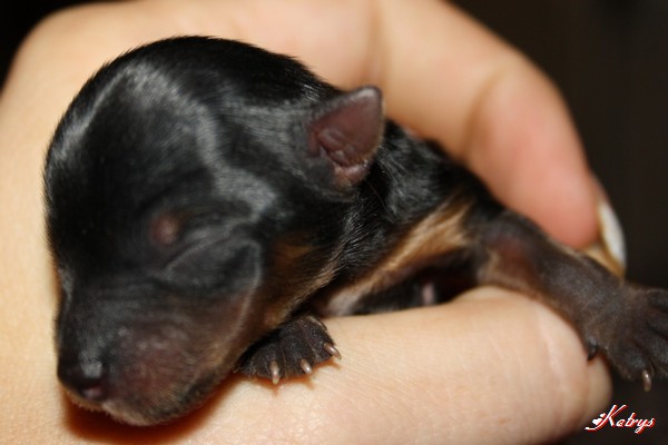 Yorkshire Terrier