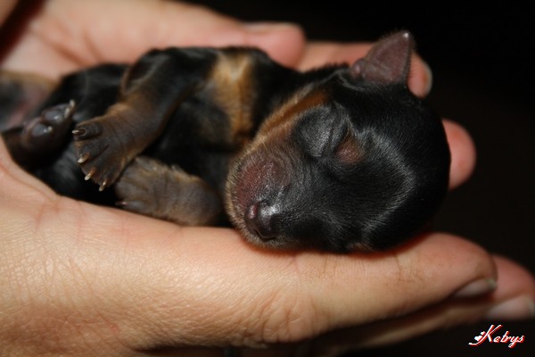 Yorkshire Terrier