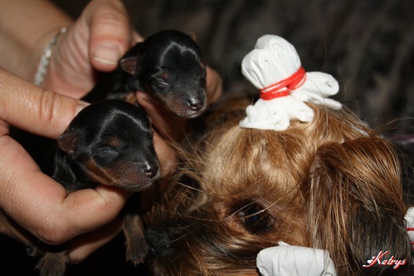 Yorkshire Terrier
