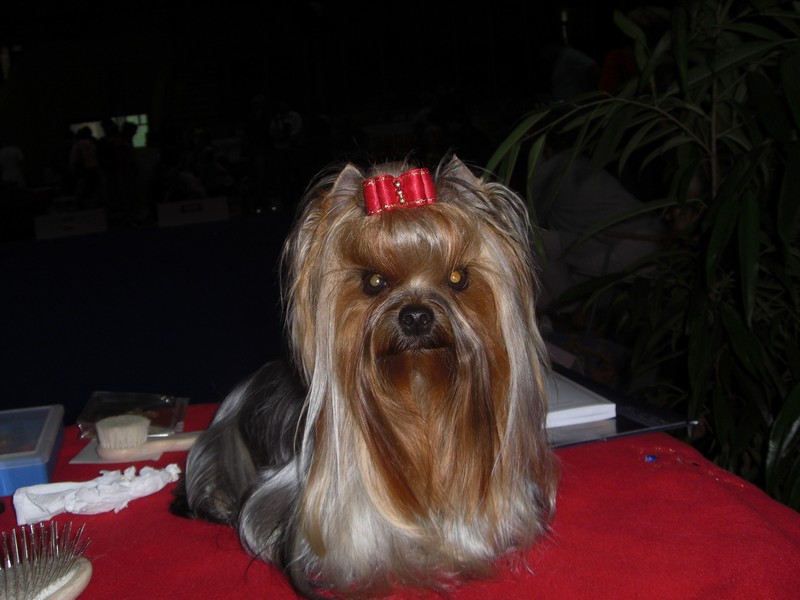 Yorkshire Terrier