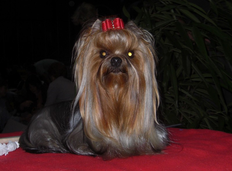 Yorkshire Terrier