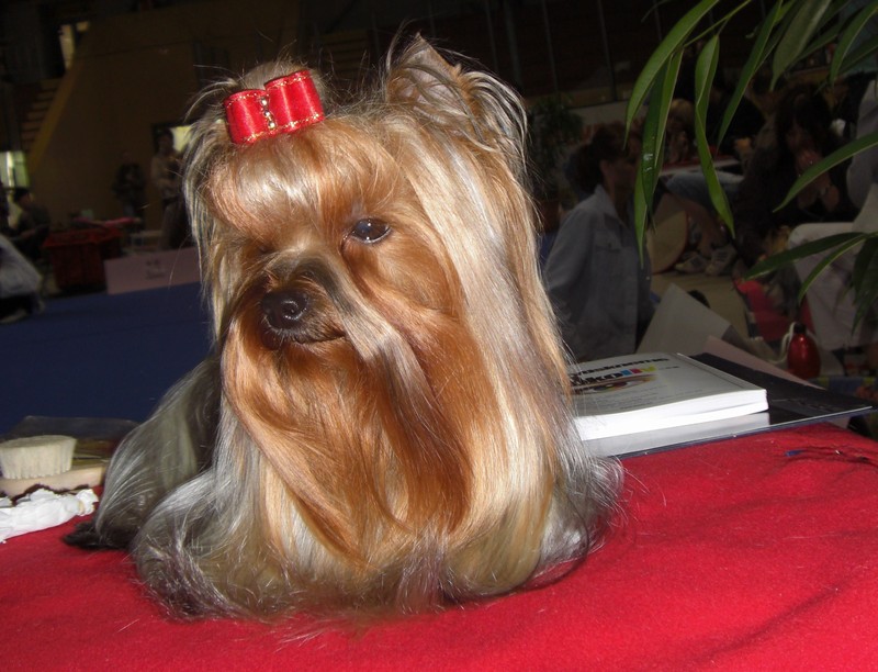 Yorkshire Terrier