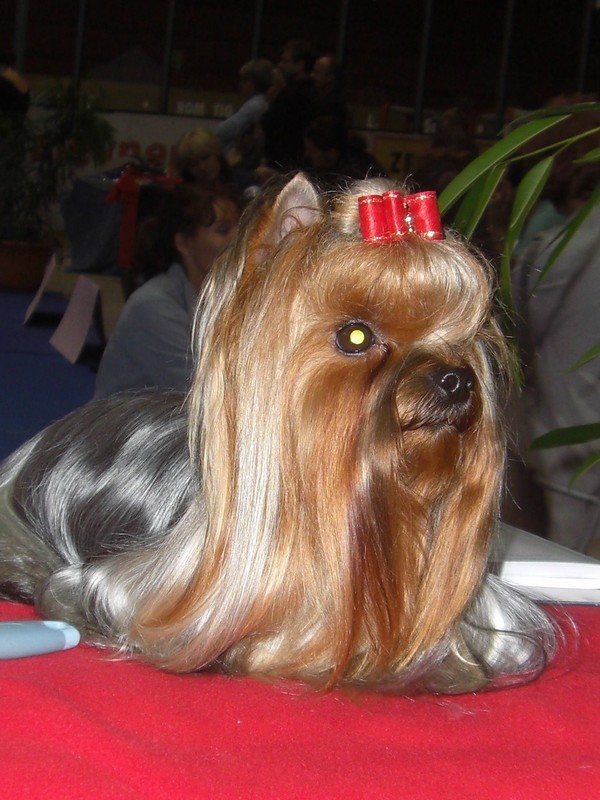 Yorkshire Terrier