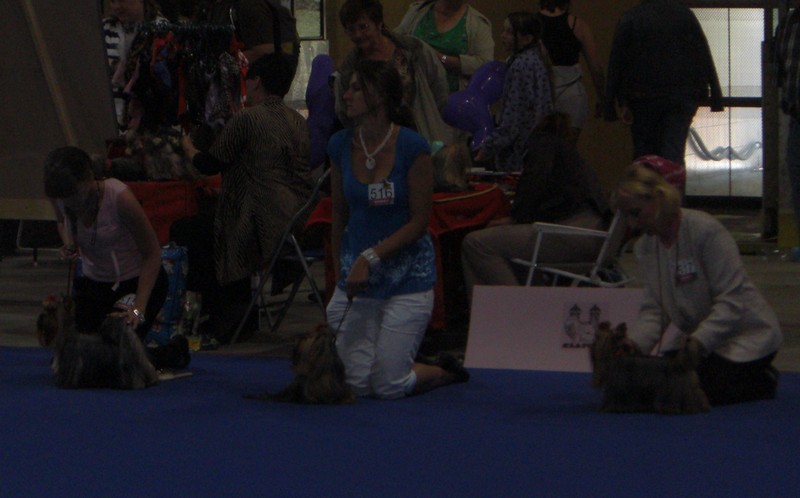 Yorkshire Terrier