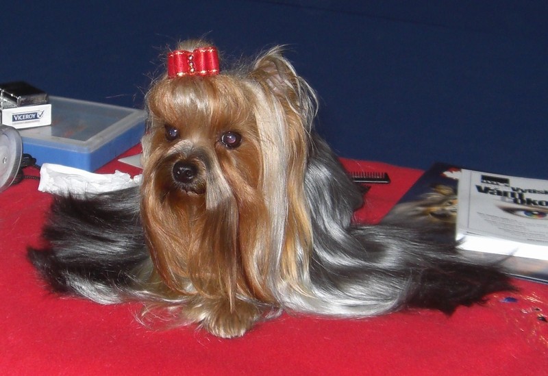 Yorkshire Terrier