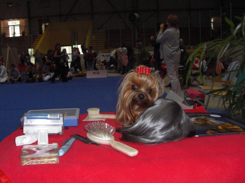 Yorkshire Terrier