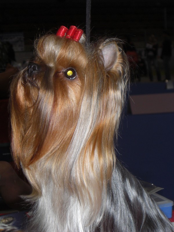 Yorkshire Terrier