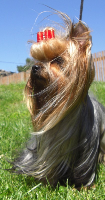 Yorkshire Terrier