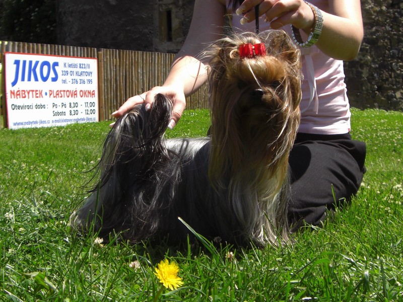 Yorkshire Terrier