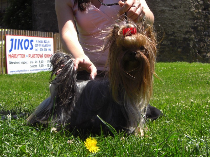Yorkshire Terrier