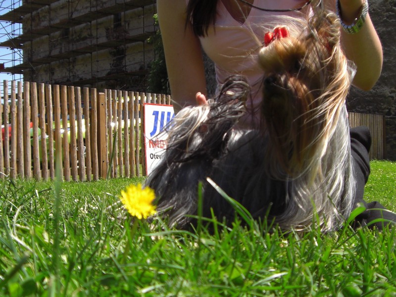 Yorkshire Terrier
