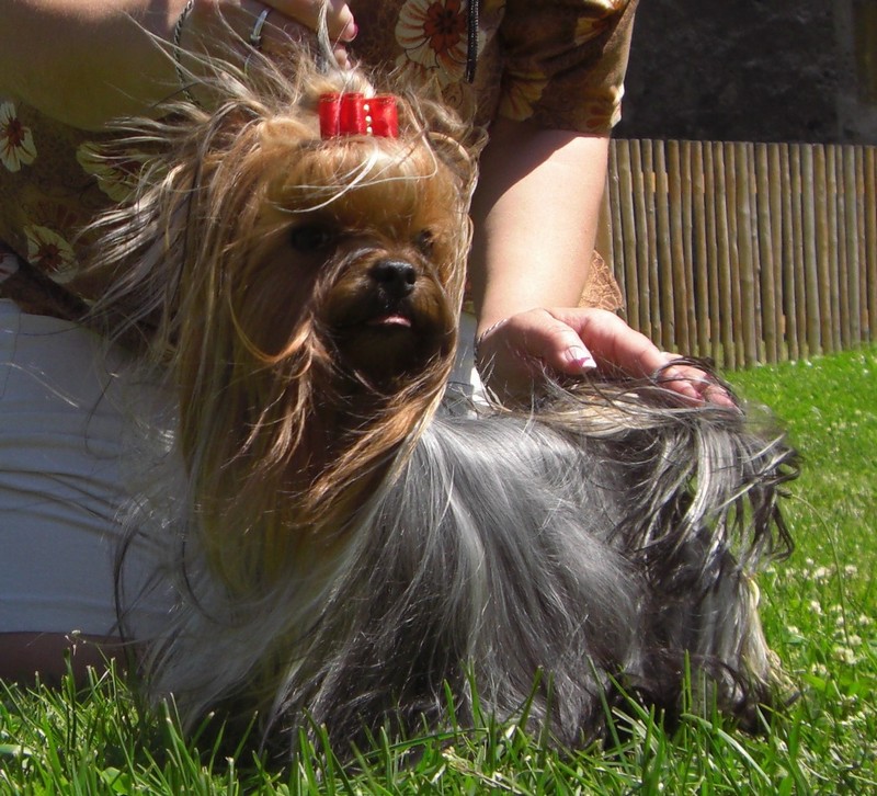 Yorkshire Terrier