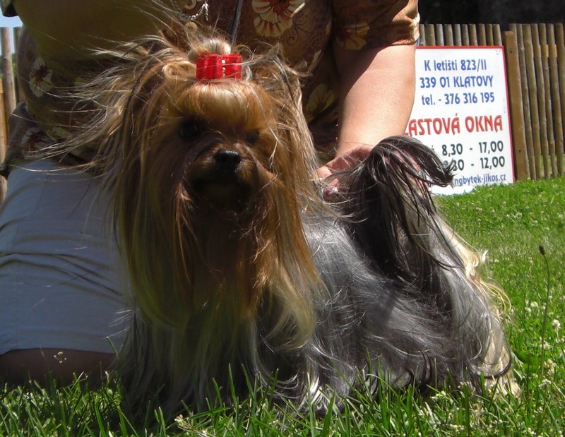 Yorkshire Terrier
