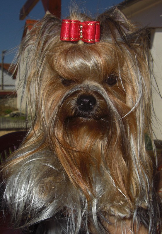 Yorkshire Terrier