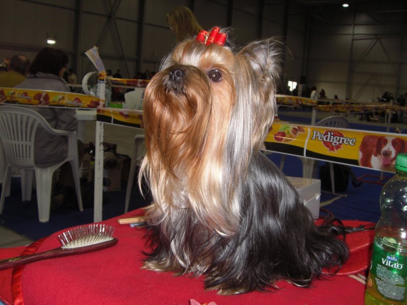 Yorkshire Terrier