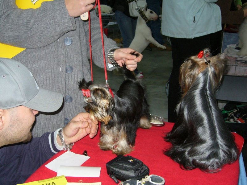 Yorkshire Terrier
