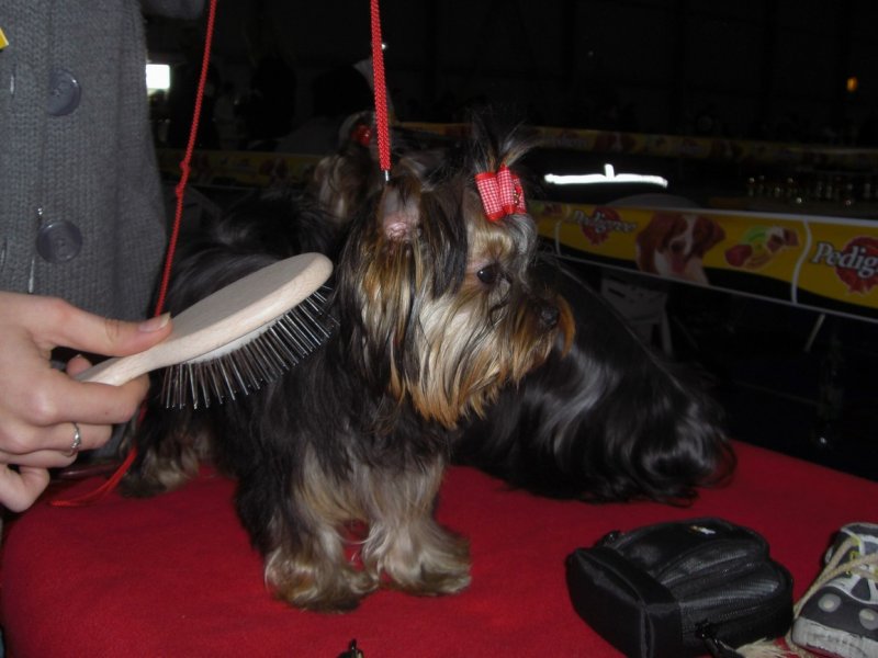 Yorkshire Terrier