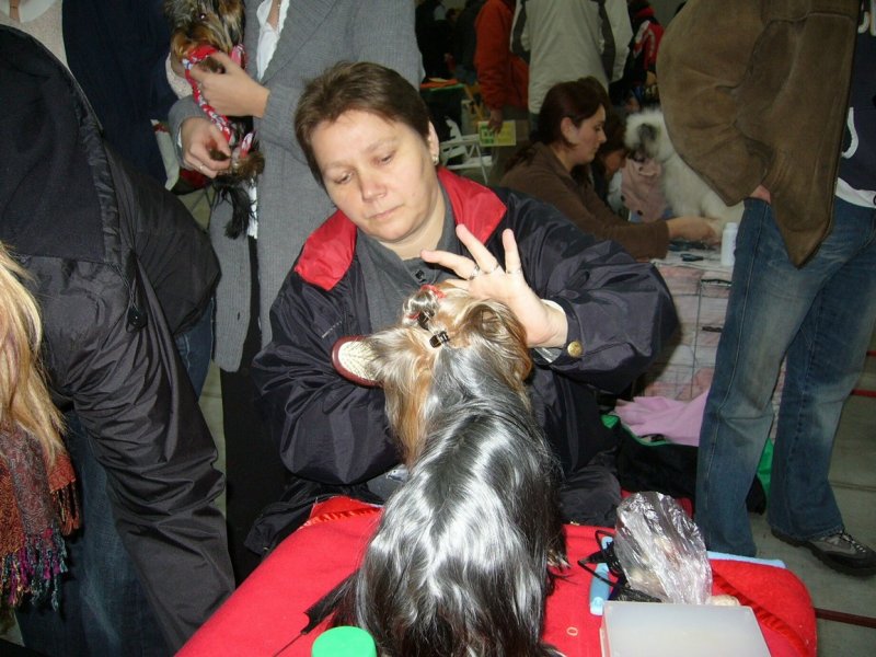 Yorkshire Terrier