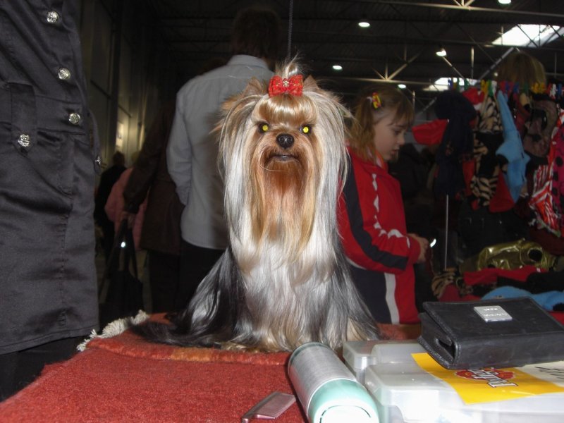 Yorkshire Terrier