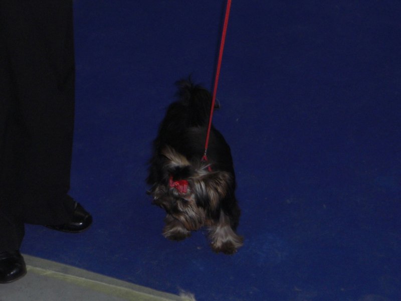 Yorkshire Terrier