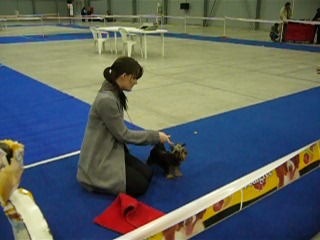 Yorkshire Terrier