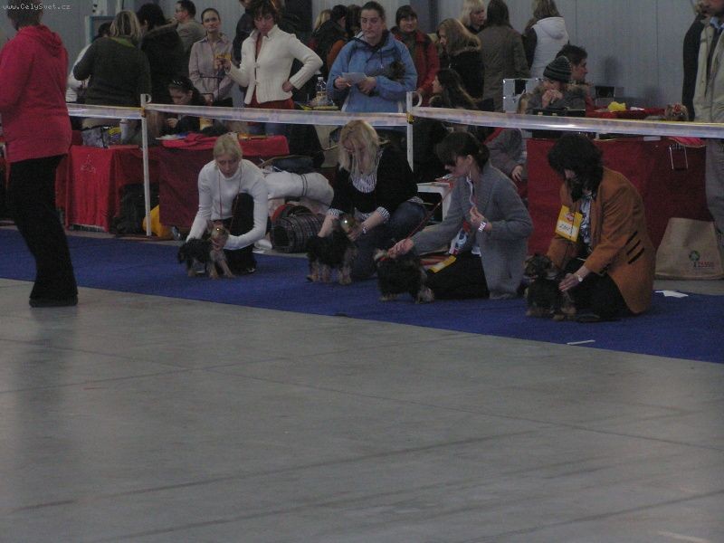 Yorkshire Terrier